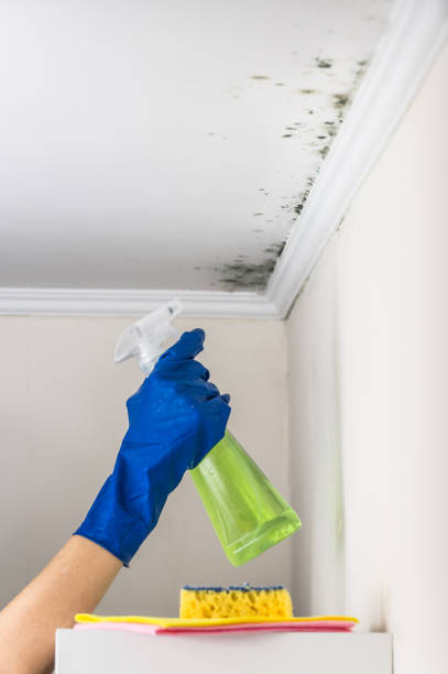 Professional Mold Removal in Preston, ID